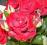 Róża róże DAMA DE CUR-TANIA WYSYŁKA
