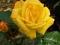 Róż,róza Artur Bell- TANIA WYSYŁKA!!!!