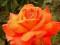róże ,róża w kolorze pomarańczy- tania wysyłka