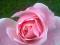 Róż,róza Queen Elizabetth- TANIA WYSYŁKA!!!!!