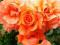 ,Róze,róża westerland niesamowity kolor!!!