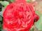 róza ,róze parkowa angielska - czerwona śliczna