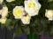 Róża wielkokwiatowa CHOPIN róże producent