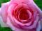 róż,róza liliowa wielkokwiatow tania wysyłka!