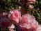 róże ,róża rabatowa bonica- bardzo ładna!!!!