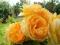 Róża róże graham thomass parkowa cytrynowa
