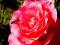 róża ,róże VENROSA -Zdobi ogród papieski