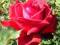 Róża, róże wielkokwiatowa ENA -CIEKAWY KWIAT