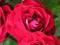 róże ,róża AIIDA WIEKLOKWIATOWA JASNOCZERWONA!!