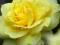 róże ,róża rabatowa żółta- intensywny zapach!!