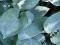 Funkia Hadspen Blue niebieska*lawendowy kwiatC1,5B