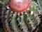kaktusy sukulenty Melocactus zehntnerii