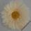 Piękna kremowa gerbera.,sztuczne kwiaty