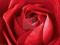 Czerwona róża - Red Rose - plakat 91,5x61cm