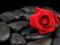 Róża na kamieniach - fototapeta 183x254 cm