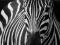 Zebra - fototapeta 183x254 cm