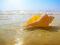 Muszelka na plaży, ocean - fototapeta 183x254