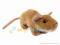 Szczurek 18 cm - maskotka, pluszak Roxi