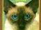 BLINK 182 - CHESHIRE CAT CD