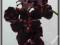LA598 STORCZYK kwiaty z latexu Burgund EXSCLUSIVE