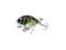 Wobler SALMO TINY - Green Gold Tiger 3cm/2.5g