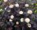 Physocarpus opulifolius 'Diabolo' - Pęcherznica