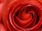 Czerwona róża - fototapeta fototapety 175x115 cm
