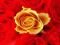 Róże - fototapeta fototapety 175x115 cm