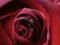 Piękna róża - fototapeta fototapety 175x115 cm