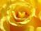 Żółta róża - fototapeta fototapety 175x115 cm