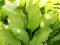 Funkia Honeybells *zielonożółte liście* C1,5 B