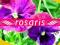 rosaris -KWIATKI BRATKI wiosenne kwiatuszki NOWOŚĆ
