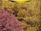 żarnowiec szczodrzewiec -nasiona W.Legutko 0,15gr
