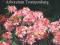 Rhododendron - Azalia 'Berryrose' ŁOSOSIOWA ~WONNA