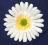 Piękna biała gerbera 2 szt.,sztuczne kwiaty