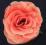 Piękna różowa róża,sztuczne kwiaty