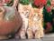 Nowe puzzle 1500 Castorland C150267 Red Kittens