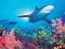 Ocean Life - Rafa koralowa - plakat 91,5x61 cm