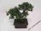 Bonsai Kyoto bukszpan 20/25cm idealne na prezent !