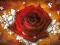 Czerowna Róża, Róże, Rose - plakat 91,5x61cm