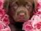 Czekoladowy Labrador, Pies - plakat 61x91,5cm