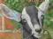 Lucy Daniels: Animal Ark 4: Goat in the Garden ZWI