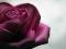 Róża - fototapeta fototapety 183x254 cm
