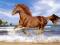 Nowe puzzle 500 Castorland C51175 Horse the Beach