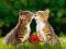 Nowe puzzle 500 Castorland C51625 Two Kittens