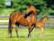 Nowe puzzle 260 Castorland C26654 Mare and Foal