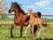 Nowe puzzle 260 Castorland C26784 Mare and Foal