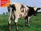 PINK FLOYD - ATOM HEART MOTHER [2011] @ CD @