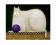 Plakat obraz 30x24cm WGX-8840 CAT WITH PURPLE BALL