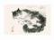 Plakat obraz 70x50cm WGX-9559 ORIENTAL CAT II (LM)